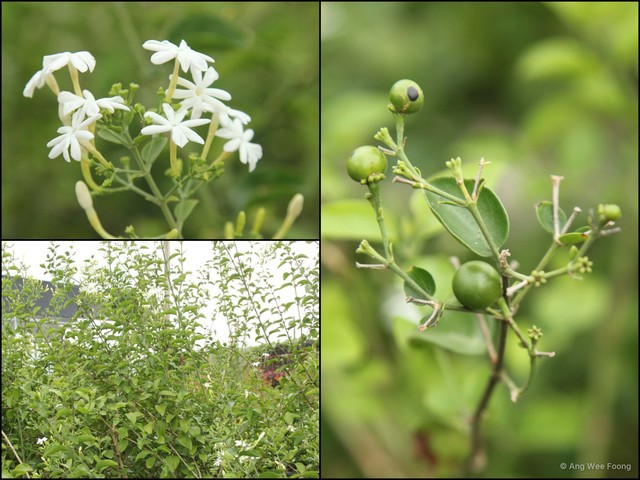 Jasminum multiflorum • © Ang Wee Foong • All Rights Reserved