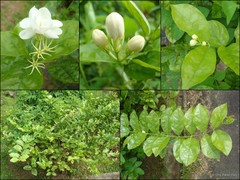 Jasminum sambac