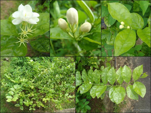 Jasminum sambac • © Ong Kwan Han • All Rights Reserved