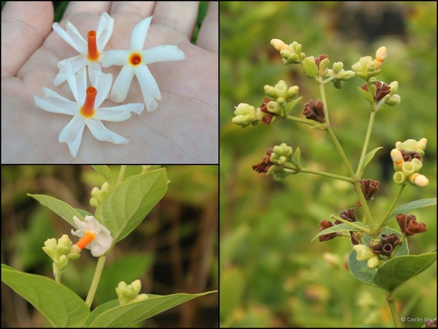 Nyctanthes arbor-tristis • © Cerlin Ng • All Rights Reserved
