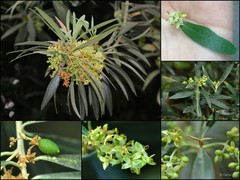 Olea europaea L.
