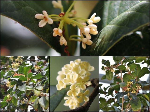 Osmanthus fragrans • © Cerlin Ng • All Rights Reserved