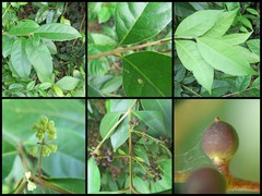 Tetrapilus brachiatus