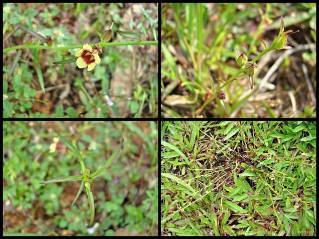 Centranthera tranquebarica • © Ong Kwan Han • All Rights Reserved