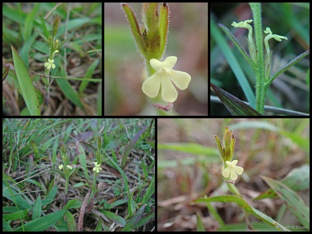 Striga asiatica • © Yeoh Yi Shuen • All Rights Reserved