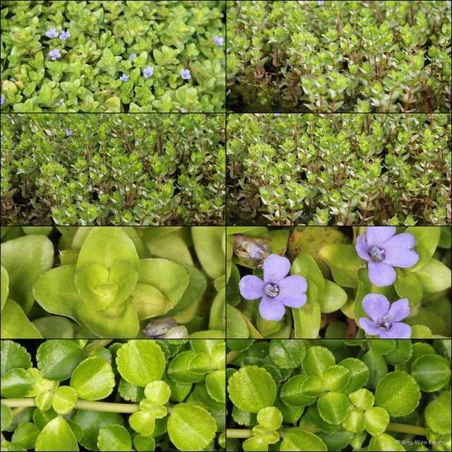 Bacopa caroliniana • © Ang Wee Foong • All Rights Reserved