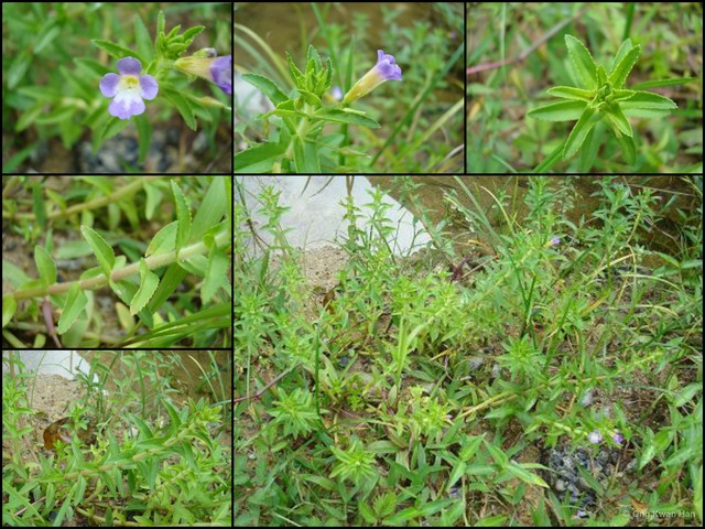 Limnophila aromatica • © Ong Kwan Han • All Rights Reserved