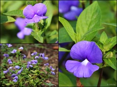 Matourea azurea