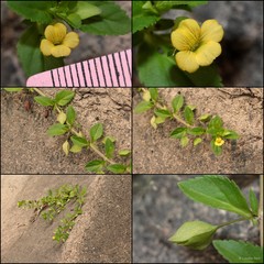 Mecardonia procumbens (Mill.) Small
