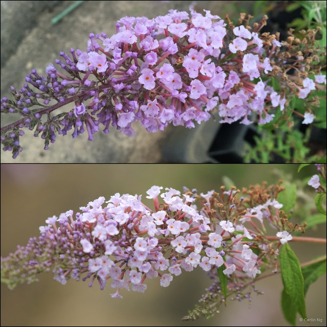 Buddleja asiatica • © Cerlin Ng • All Rights Reserved