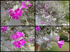 Leucophyllum frutescens (Berl.) I.M.Johnst.
