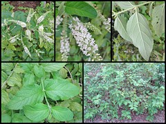 Aloysia virgata