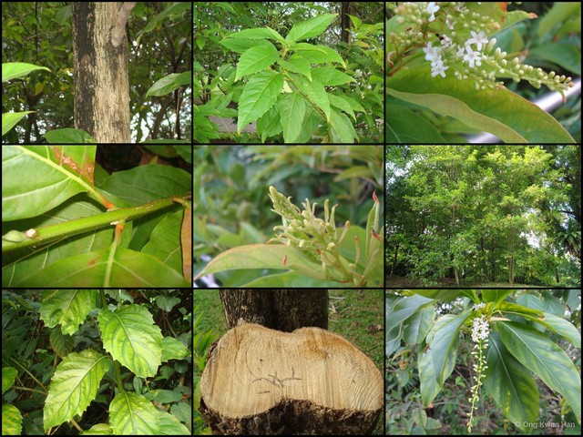 Citharexylum spinosum • © Ong Kwan Han • All Rights Reserved