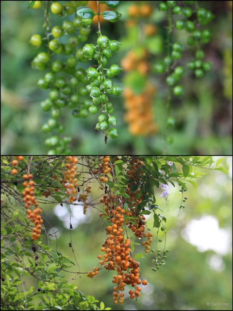 Duranta erecta • © Cerlin Ng • All Rights Reserved