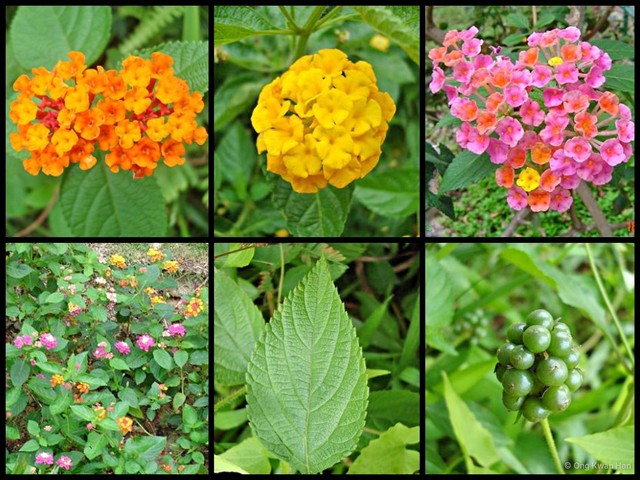 Lantana camara • © Ong Kwan Han • All Rights Reserved