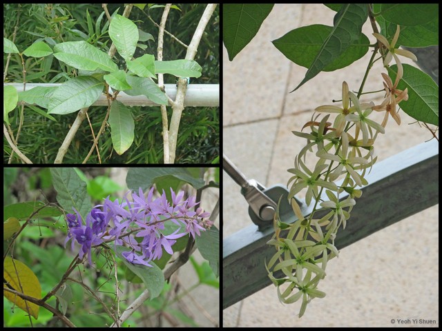 Petrea volubilis • © Yeoh Yi Shuen • All Rights Reserved