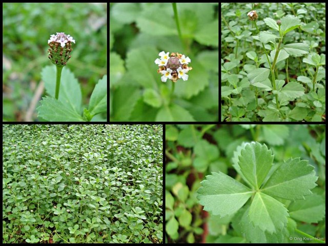 Phyla nodiflora • © Ong Kwan Han • All Rights Reserved