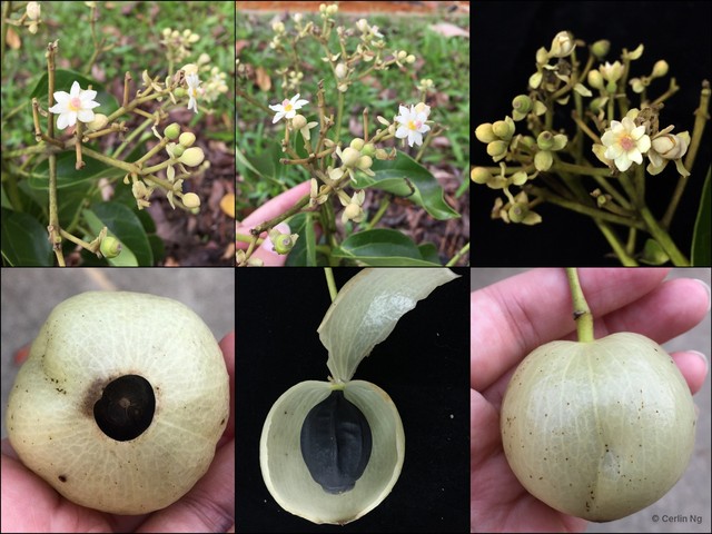 Hernandia nymphaeifolia • © Cerlin Ng • All Rights Reserved