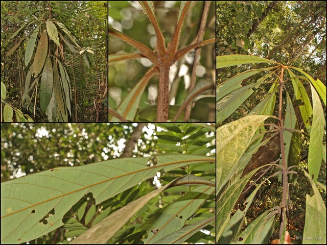 Actinodaphne macrophylla • © Louise Neo • All Rights Reserved