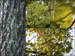 Camphora officinarum