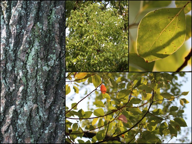 Camphora officinarum • © Cerlin Ng • All Rights Reserved