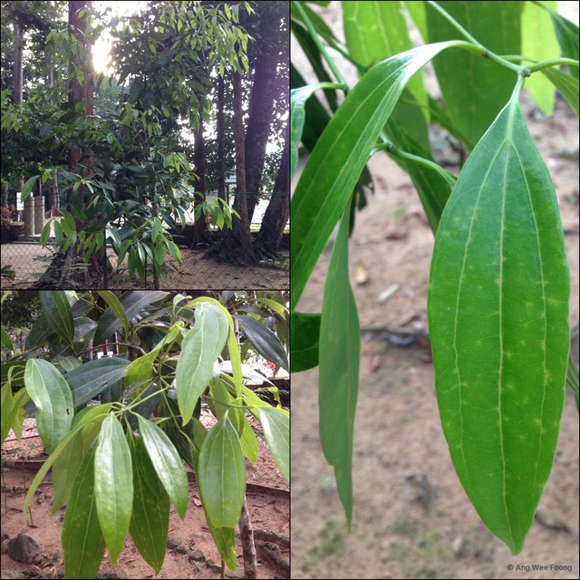 Cinnamomum aromaticum • © Ang Wee Foong • All Rights Reserved