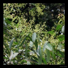Cinnamomum iners