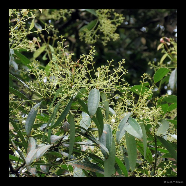 Cinnamomum iners • © Yeoh Yi Shuen • All Rights Reserved
