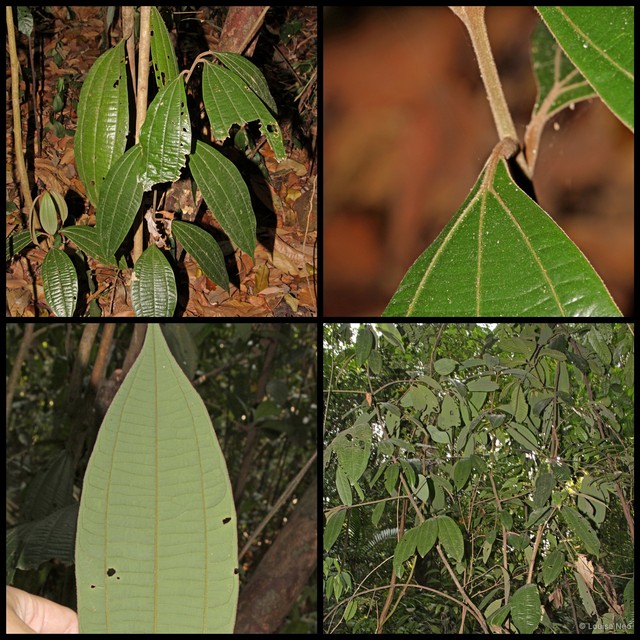 Cinnamomum javanicum • © Louise Neo • All Rights Reserved