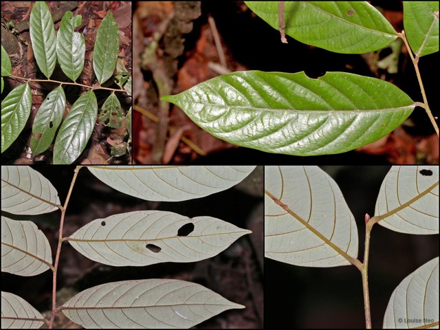 Cryptocarya ferrea • © Louise Neo • All Rights Reserved