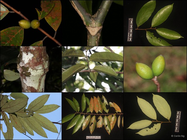 Cryptocarya kurzii • © Cerlin Ng • All Rights Reserved