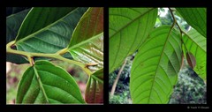 Endiandra longipedicellata C.T.White