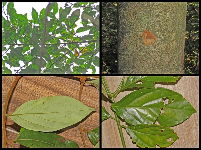 Lindera lucida • © Louise Neo • All Rights Reserved