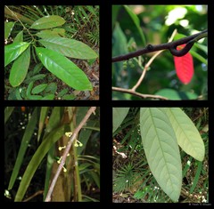 Litsea accedens
