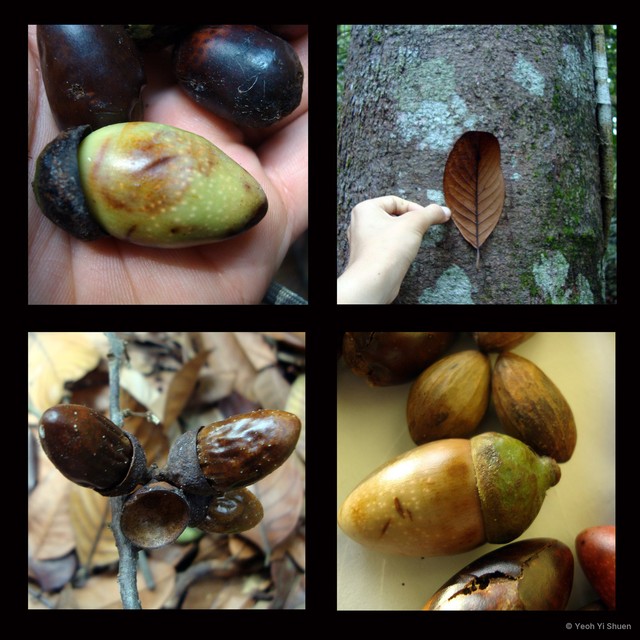 Litsea castanea • © Yeoh Yi Shuen • All Rights Reserved