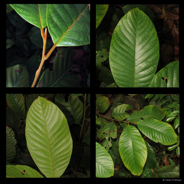 Litsea cordata • © Yeoh Yi Shuen • All Rights Reserved