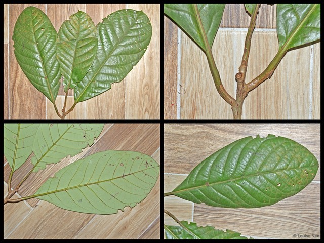 Litsea costalis • © Louise Neo • All Rights Reserved