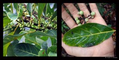 Litsea elliptica