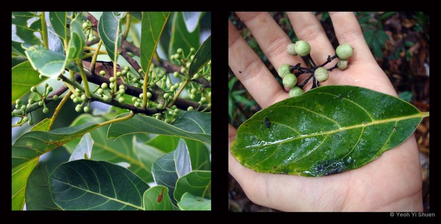 Litsea elliptica • © Yeoh Yi Shuen • All Rights Reserved