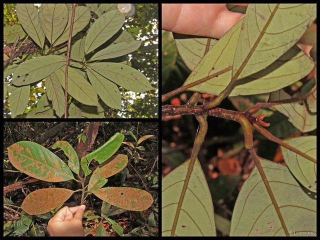 Litsea erectinervia • © Louise Neo • All Rights Reserved
