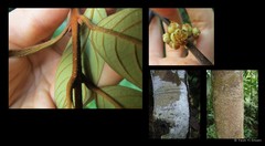 Litsea ferruginea (Blume) Blume