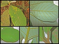 Litsea grandis