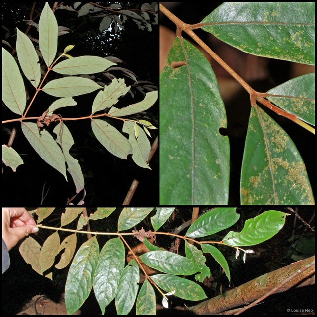 Litsea lancifolia • © Louise Neo • All Rights Reserved