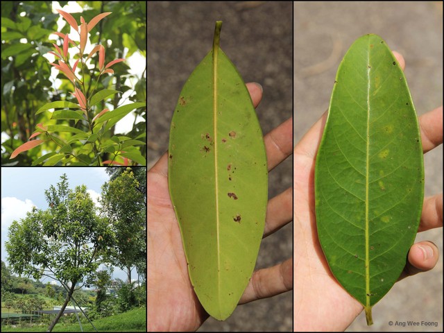 Litsea myristicifolia • © Ang Wee Foong • All Rights Reserved