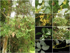 Neolitsea zeylanica