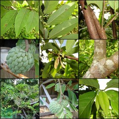 Annona cherimola