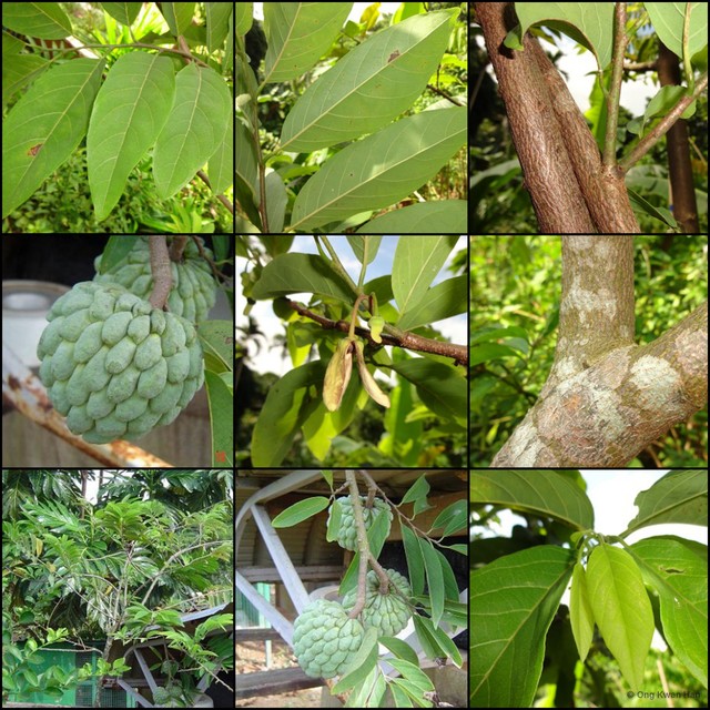 Annona cherimola • © Ong Kwan Han • All Rights Reserved