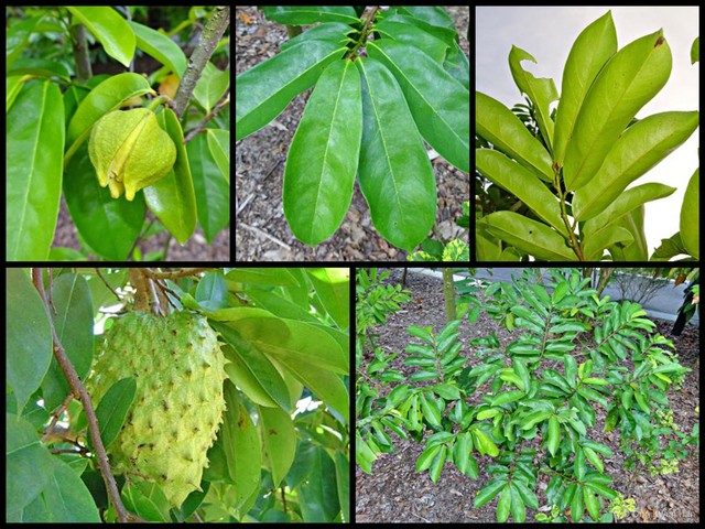 Annona muricata • © Ong Kwan Han • All Rights Reserved