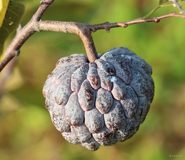 Annona reticulata • © Cerlin Ng • All Rights Reserved