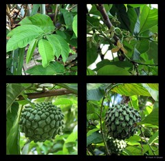 Annona squamosa